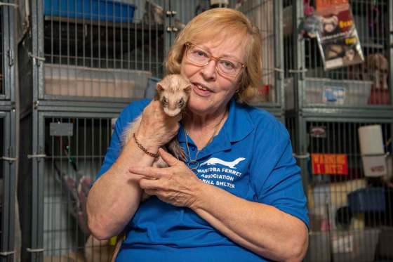 ALEX LUPUL / WINNIPEG FREE PRESSDeb Kelley, shelter co-ordinator for the Manitoba Ferret Association No Kill Shelter, with Bear.