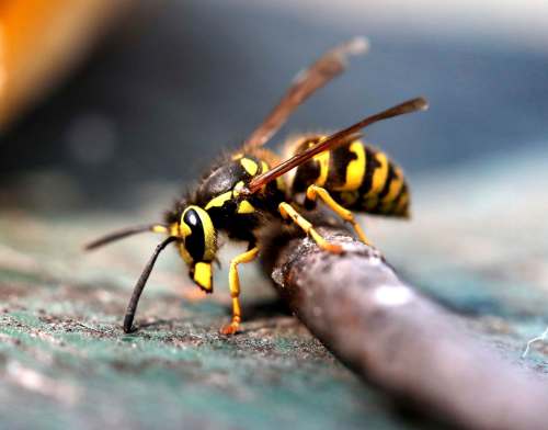 RUTH BONNEVILLE / WINNIPEG FREE PRESS
Wasps are important pollinators, but sometimes see big, burly journalists as a source of food.