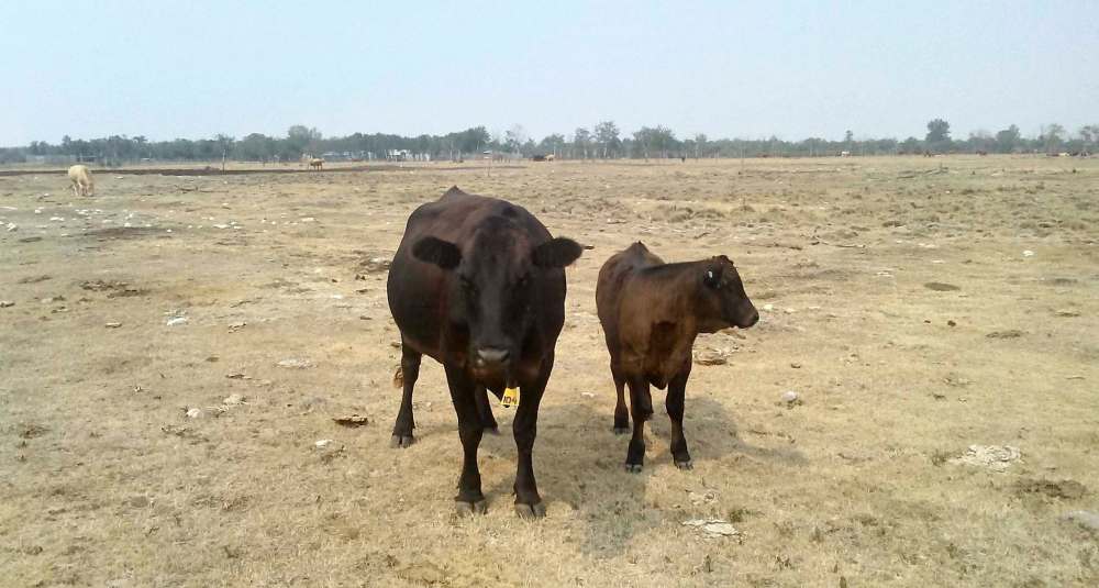 SUPPLIED
Livestock receipts in 2020 totalled $2.36 billion, representing about one-third of the province’s $7.02 billion in total farm cash receipts.