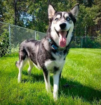 Supplied
Mateo is up for adoption through Manitoba Great Pyrenees Rescue.