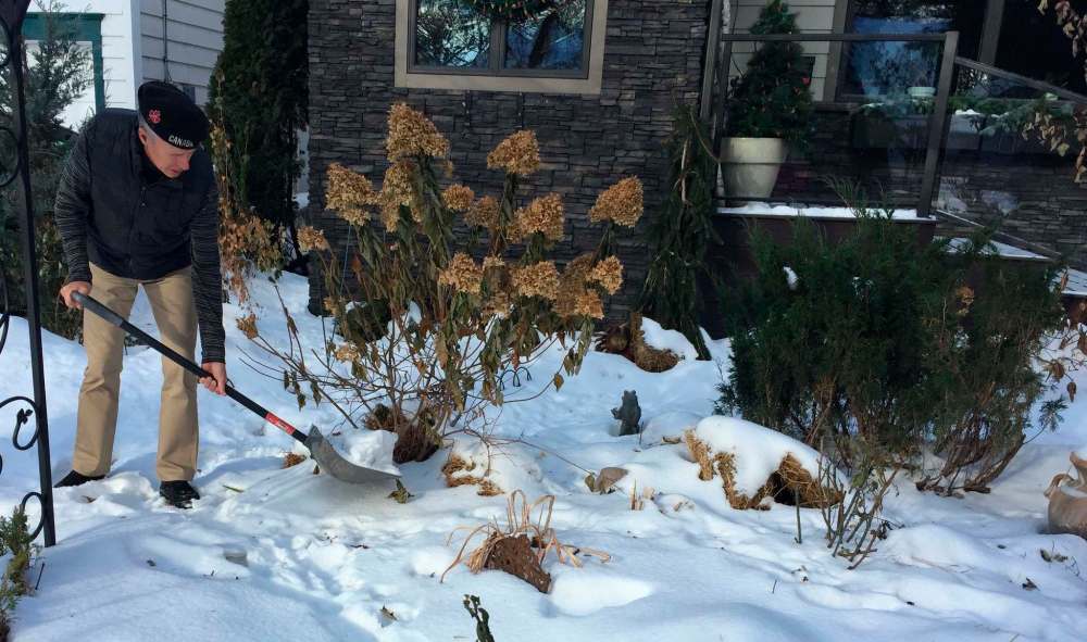 Becky Slater
Minimal snow cover? Shovel some extra snow onto your hydrangea shrubs (carefully).