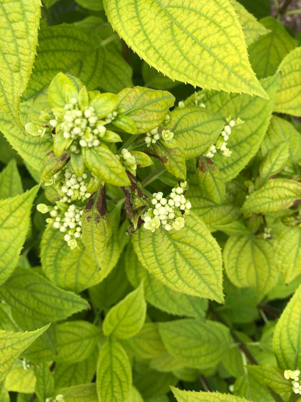 Susan Southern
Hot, dry weather this year exacerbated iron chlorosis which resulted in yellowing leaves on hydrangea shrubs.