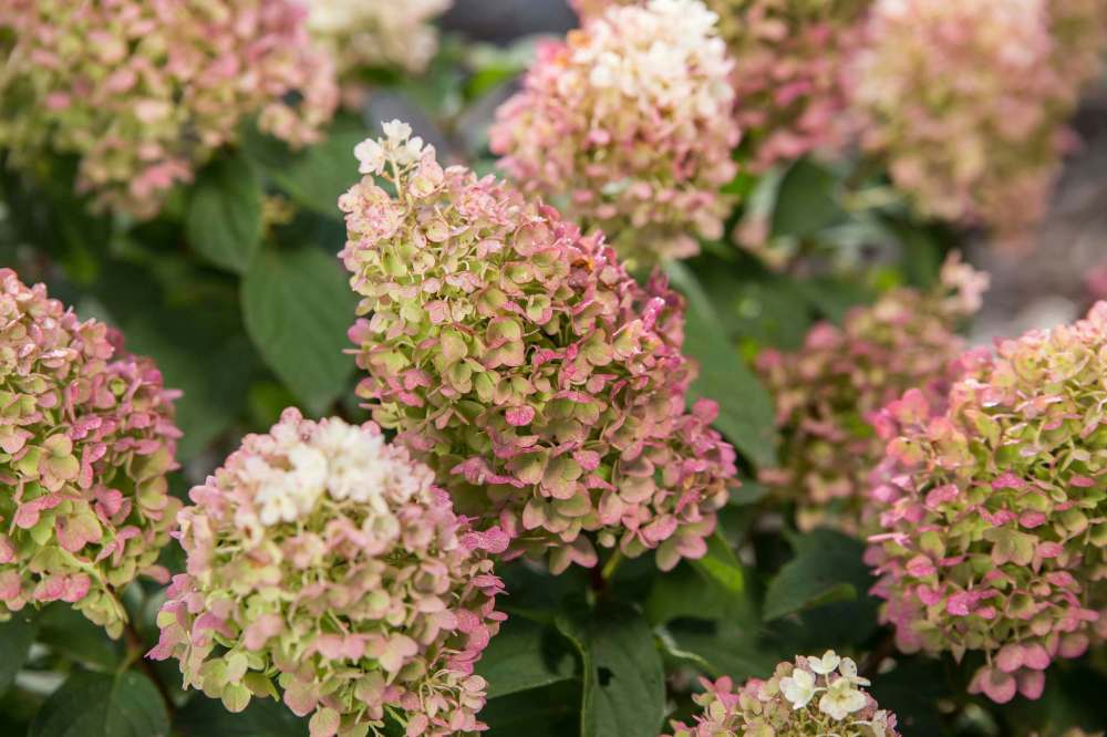 Bailey Nurseries
New for 2022, Little Hottie panicle hydrangea can take the heat and the flowers won’t turn brown.