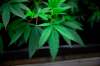 Some Winnipeggers who have lobbied the city for months to crack down on medical cannabis growth, which the residents say has become the sole use of some homes in their communities. (Erin Hooley/Chicago Tribune/TNS)