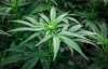 A new city bylaw will set stricter rules for people designated by Health Canada to grow cannabis on someone else’s behalf. (Jeff McIntosh / The Canadian Press files)