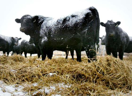 In a Facebook post last week, Chris Moore said 25 cows and 24 calves, all Black Angus, were stolen from a pasture near Gladstone on Oct. 26. (CP PHOTO/J.P. Moczulski)