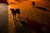 MIKAELA MACKENZIE / WINNIPEG FREE PRESS
Dogs on the Chemawawin Reserve, Manitoba on Friday, Feb. 23, 2018.
180223 - Friday, February 23, 2018.