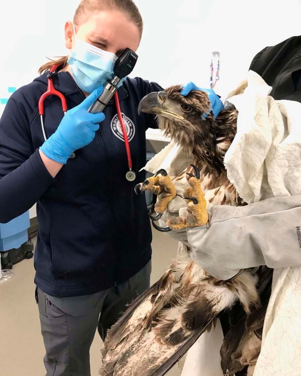 Twitter
The Wildlife Haven Rehabilitation Centre says there’s been a 21 per cent jump in the number of wild animals taken to its facility in Ile-des-Chenes this year. It is running out of space to house them.