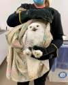 Wildlife haven straining to care for high number of hurt animals