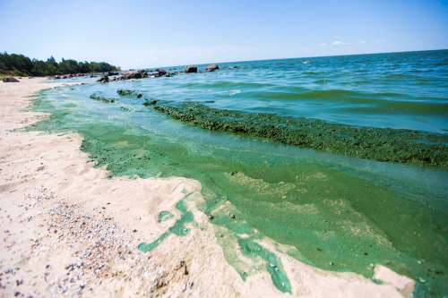 MIKAELA MACKENZIE / WINNIPEG FREE PRESS FILES 
Lake Winnipeg&rsquo;s damaging algae blooms will only get worse if the federal government doesn't get its act together, an auditor reported Thursday.