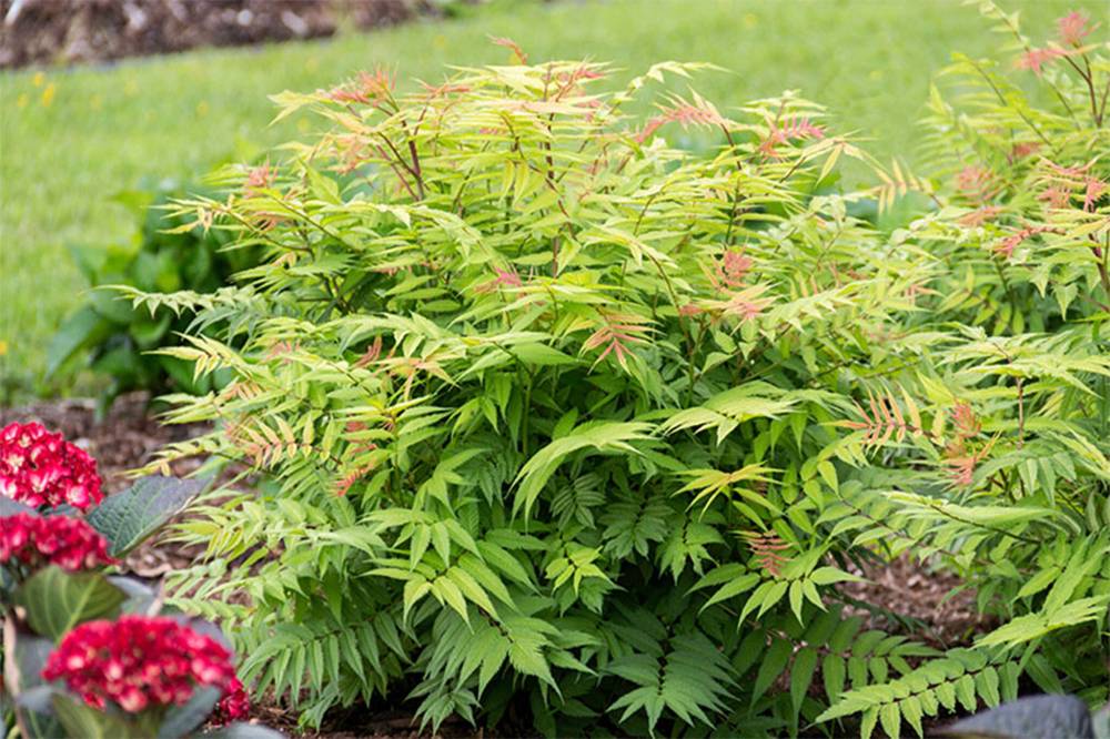New Cherry on Top False Spirea has fern-like spring foliage, white flower plumes, and bright red seed pods.