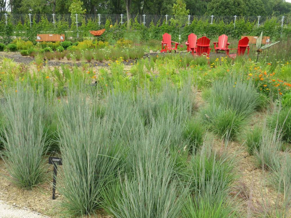 A mass planting of Little Bluestem grass, just one of the many varieties of grasses found at the outdoor gardens at The Leaf.
