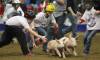 Competitors in the Miss Piggy Scramble work to corral their prize in the main arena during the Royal Manitoba Winter Fair. (Bruce Bumstead / Brandon Sun files)