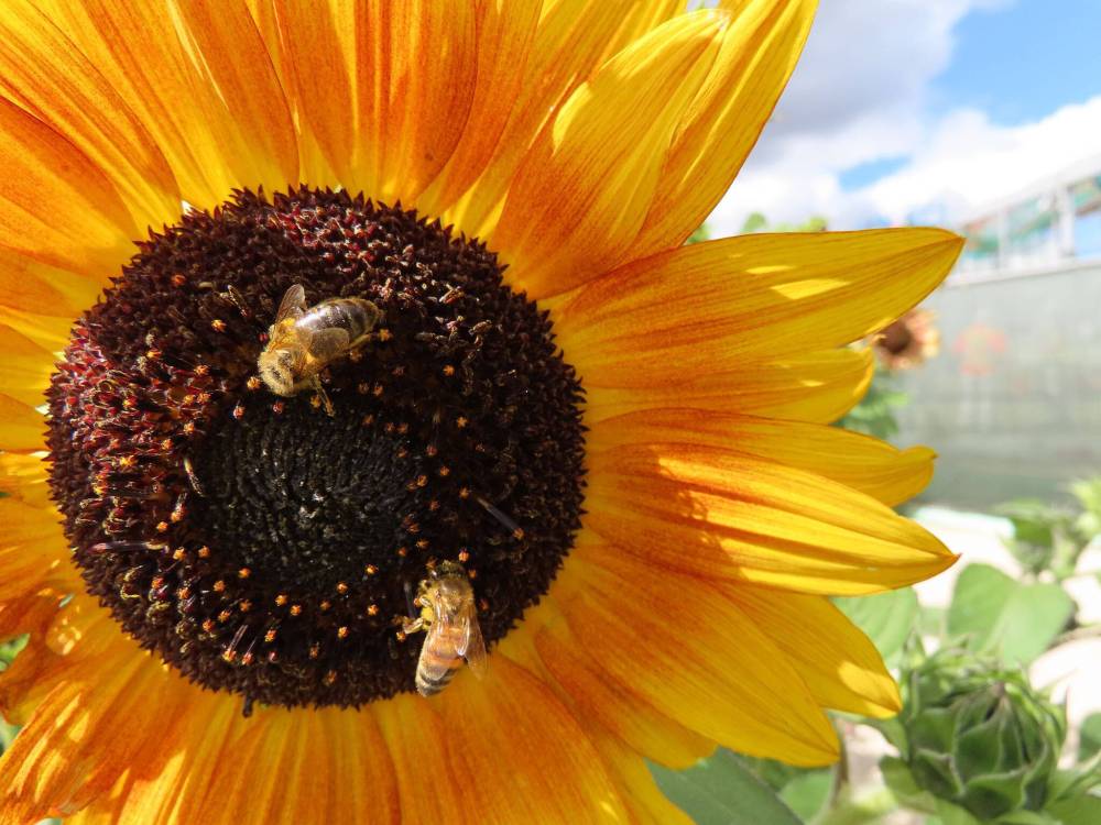 Teresa Lopata
Sunflowers attract bees that help to support food production at the Kitchen Garden.