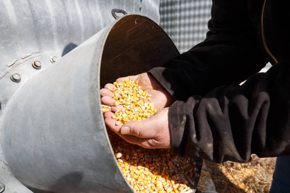 MIKE DEAL / WINNIPEG FREE PRESS 
Fossay inspects a bin full of corn on his property about 30 kilometres west of Winnipeg.