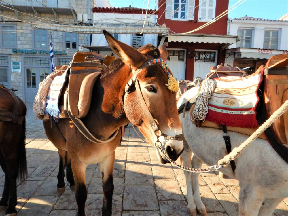 Actually, Hydra’s donkeys are just as likely to be a mule or a small horse.