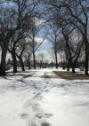 A pathway in St. Mary’s Cemetery where a cellphone tower might be installed. (Ruth Bonneville / Winnipeg Free Press)