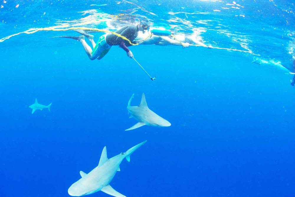 One Ocean Diving
One Ocean Diving and Research takes tourists to snorkel and free dive with sharks off the North Shore of the Hawaiian island of Oahu.