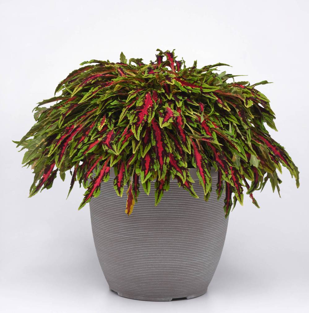 Ball Horticultural
New Spitfire coleus, a trailing micro coleus, has vibrant colour and a unique habit that is suitable for hanging baskets.
