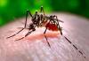 In an average year, larviciding costs the city about $7 million to $8 million, the bulk of its $10-million mosquito control budget. (Centers for Disease Control and Prevention, James Gathany / Associated Press photo)