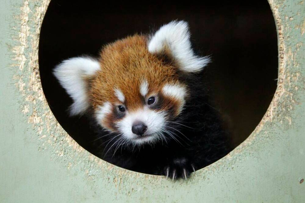 The Assiniboine Park Zoo is open 9 a.m. to 5 p.m. (Boris Minkevich / Free Press files)