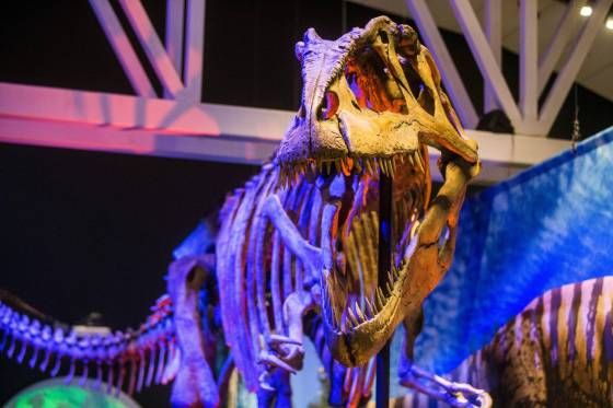 MIKAELA MACKENZIE / WINNIPEG FREE PRESSThe new Ultimate Dinosaurs exhibit at the Manitoba Museum contains species of dinos that are less familiar.