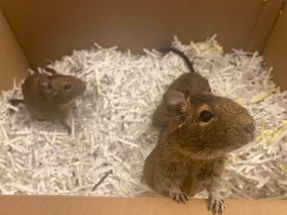 SuppliedLarry, Moe and Curly are adult degus currently available for adoption through Popcorn and Binkies Rescue Haven.