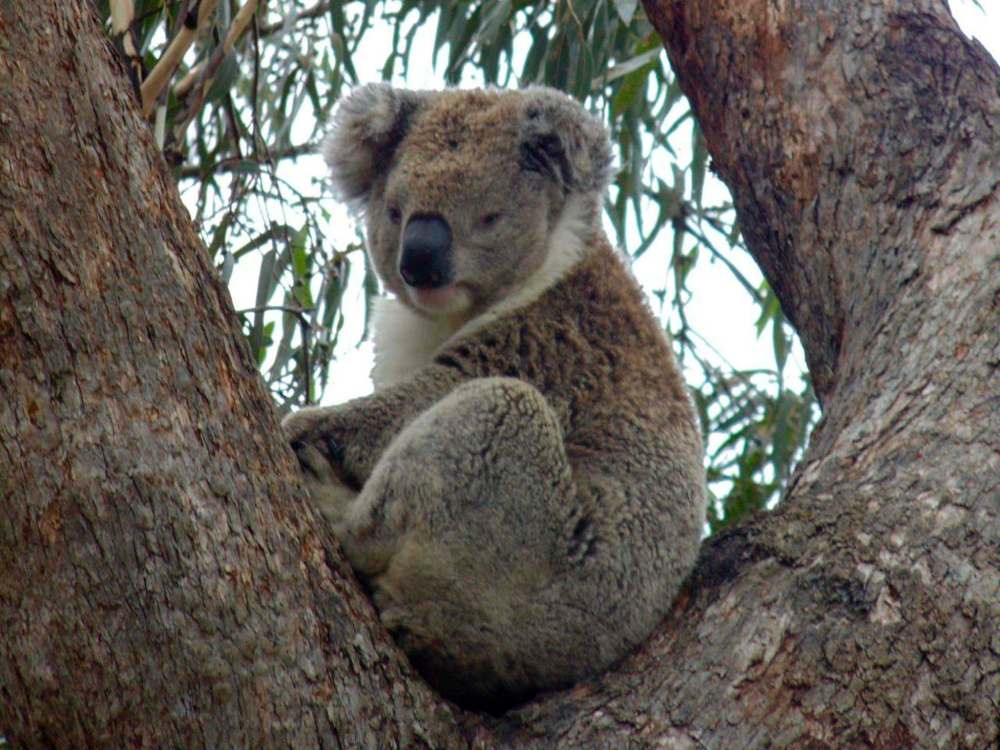 Scott Forbes
Australia’s koalas have not become endangered because of recent wildfires.