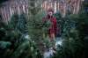 photos by Daniel Crump / Winnipeg Free Press
Peter Scott has been selling Christmas trees at his pop-op tree lot in Wolseley for three years. Before that, he sold Christmas trees in New York City for six years.