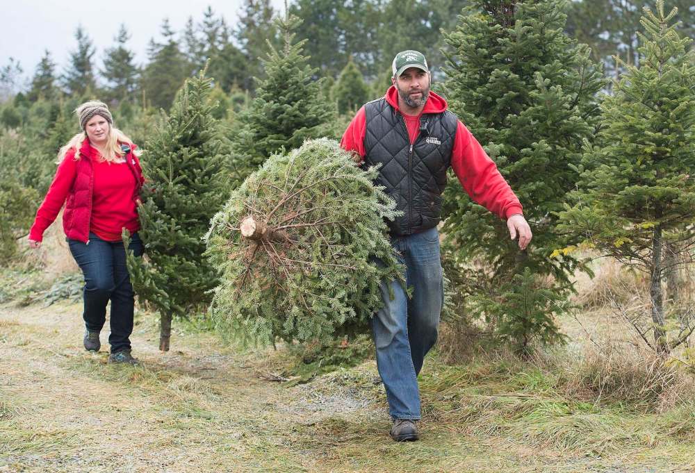 Graham Hughes / The Canadian Press
Quinn Farm’s Phil and Stephanie Quinn carry Christmas trees ready for customers in Notre-Dame-de-L’Île-Perrot, west of Montreal, on Tuesday.