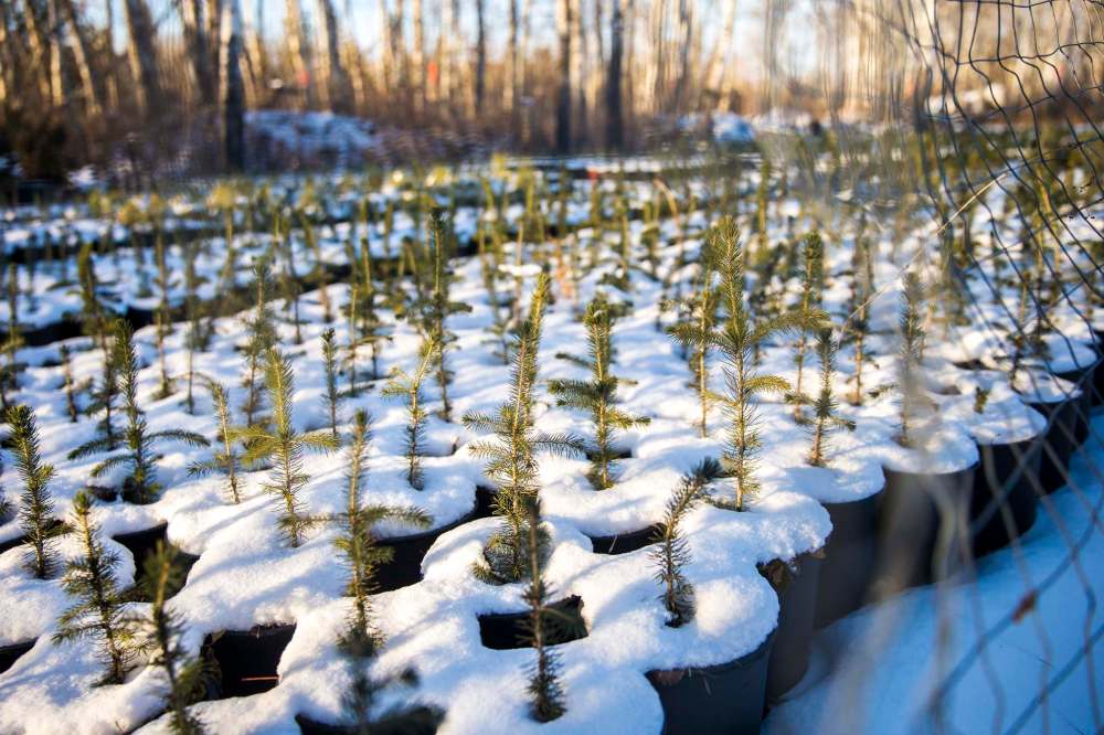 Christmas tree farmers keep spirits bright as number wanes Winnipeg