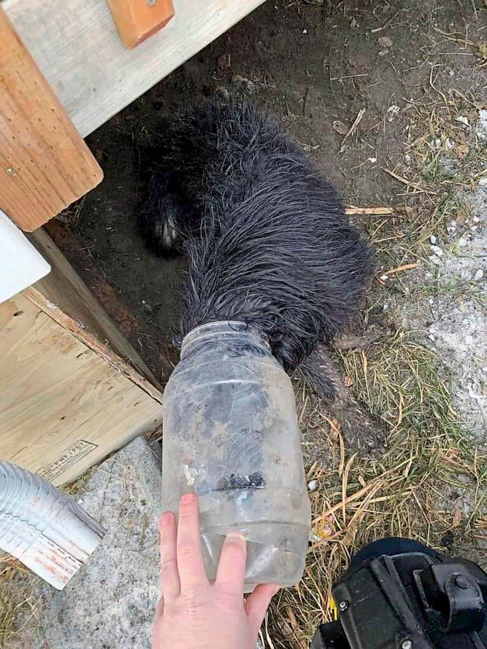 Rescue dog shot with pellet gun Winnipeg Free Press