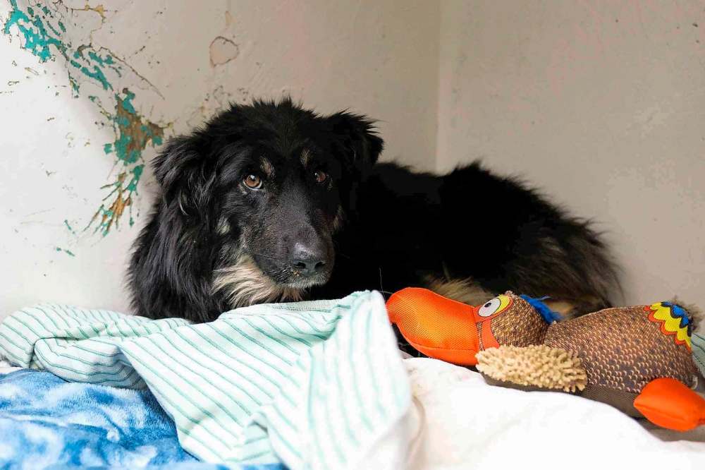 Rescue dog shot with pellet gun Winnipeg Free Press