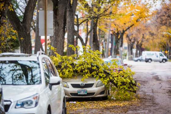 MIKAELA MACKENZIE / WINNIPEG FREE FILESA tree limb lies over a car on Craig Street in Wolseley in Winnipeg following a record snowfall that damaged trees all over the city.