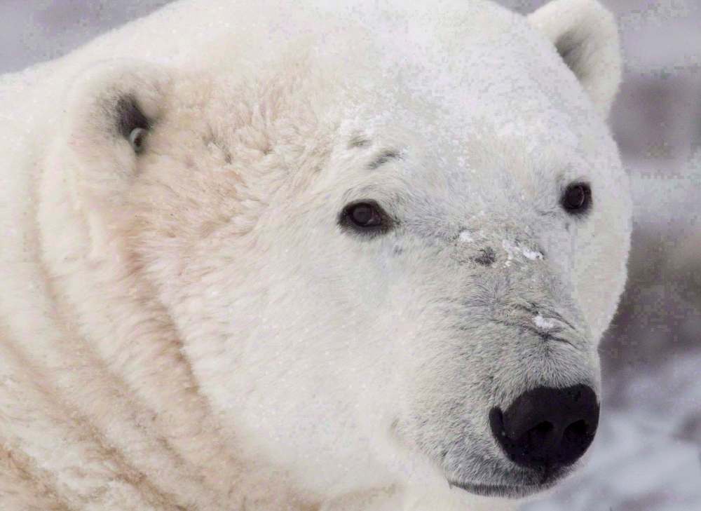 Churchill Wild, mentioned as one operator travellers ought to consider when looking North, offers walking tours through polar bear country. (Jonathan Hayward / Canadian Press files)