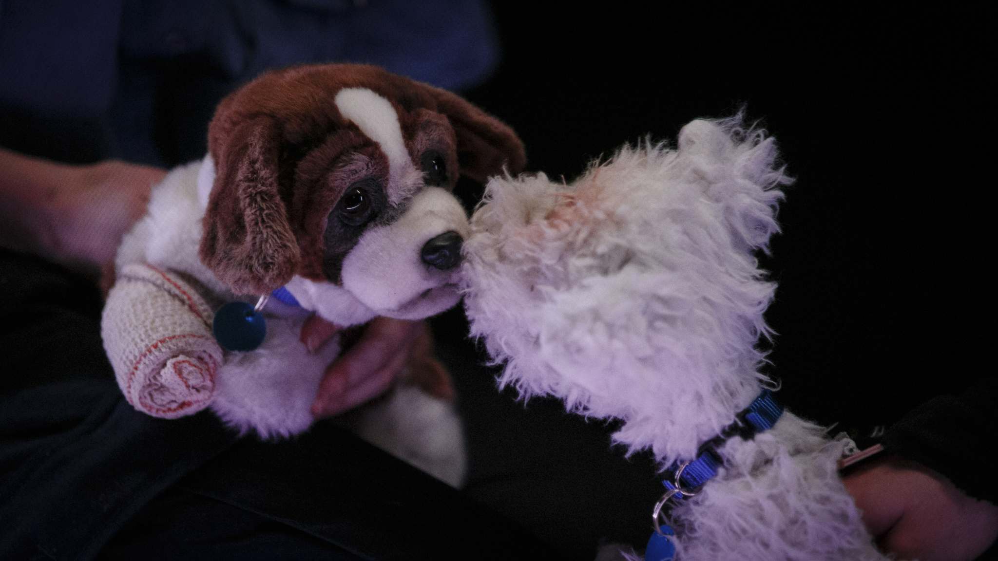 Doggie Tale More Than Child s Play Winnipeg Free Press
