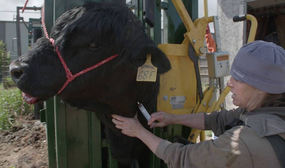 MERIT MOTION PICTURES
Dr. Keri Hudson Reykdal’s specialty is farm animals, including bulls.