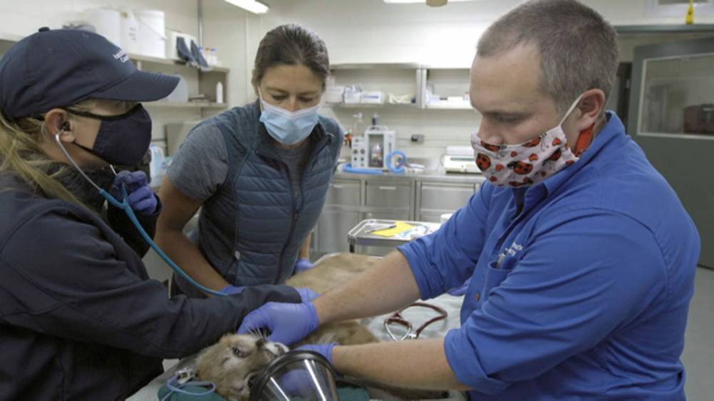 MERIT MOTION PICTURES
Season 4 of Prairie Vet features Dr. Chris Enright, right, from the Assiniboine Park Conservancy.