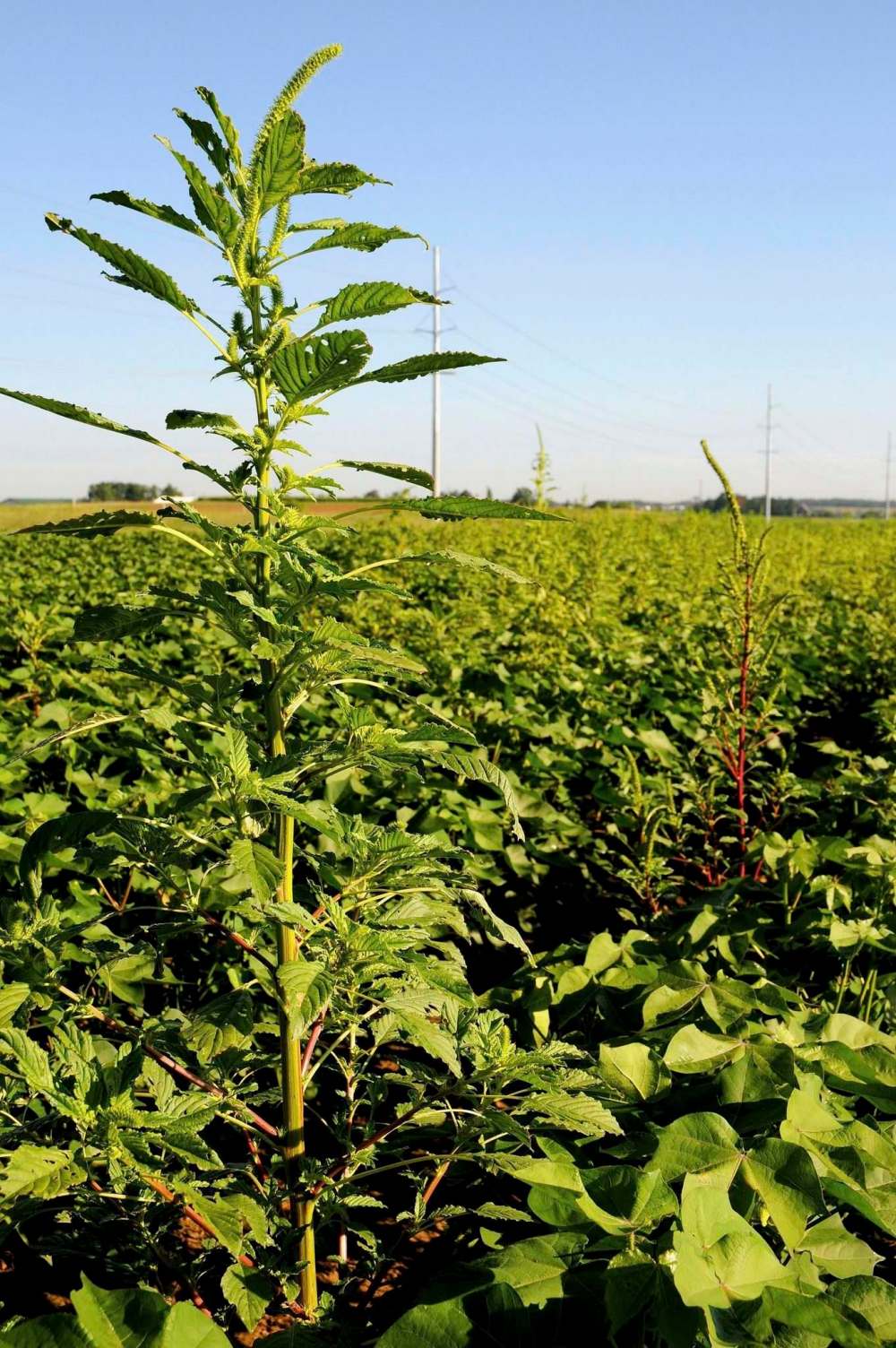 Herbicide-resistant Palmer amaranth. (University of Arkansas / Associated Press files)