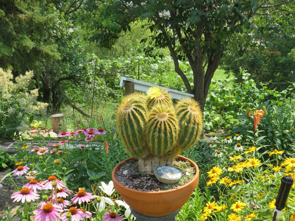 This handsome Parodia Magnifica cactus produces flowers faithfully each year as well as offsets for sharing.