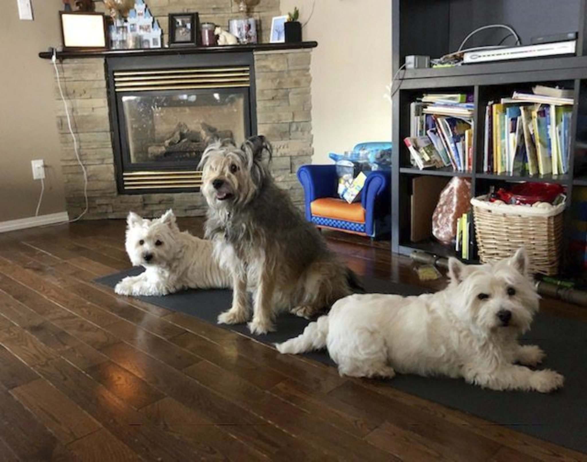 Pets of the week Winnipeg Free Press