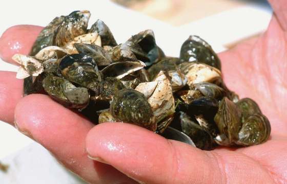 THE CANADIAN PRESS/AP - John L. RussellA cluster of zebra mussels. Manitoba's provincial government has asked for increased federal assistance to control the invasive species of mollusk at the Manitoba-U.S. border.