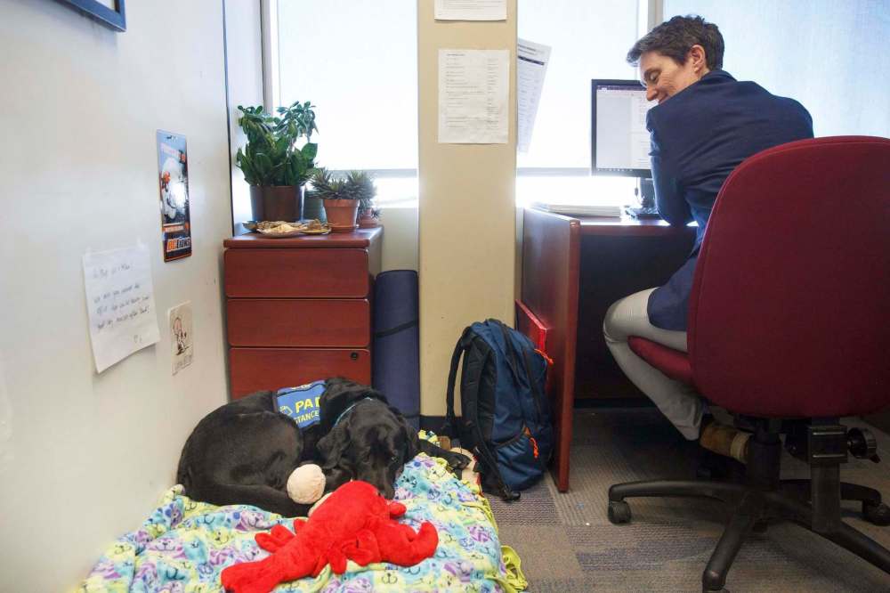 When she's not working, Milan catches a nap in Bott's office. (Mike Deal / Winnipeg Free Press)