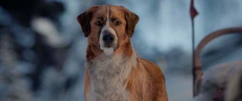 The dog Buck was created using a motion-capture actor and CGI. (Twentieth Century Fox)
