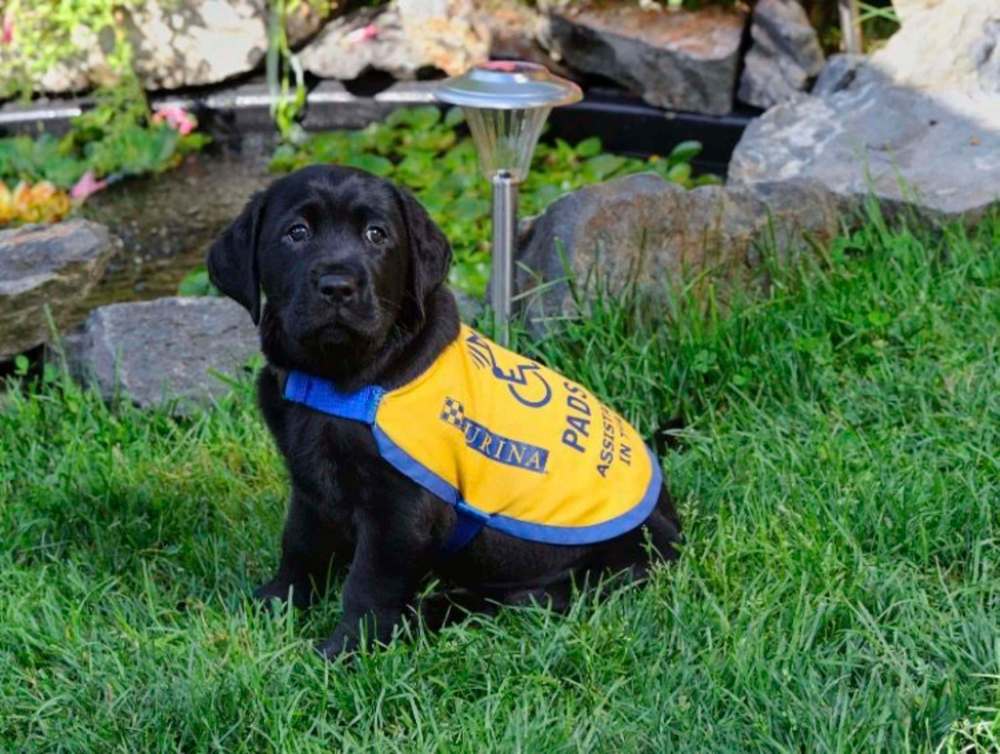 At eight weeks old, Milan went to live with raisers, who help socialize the dogs for their future work. (Supplied photo)