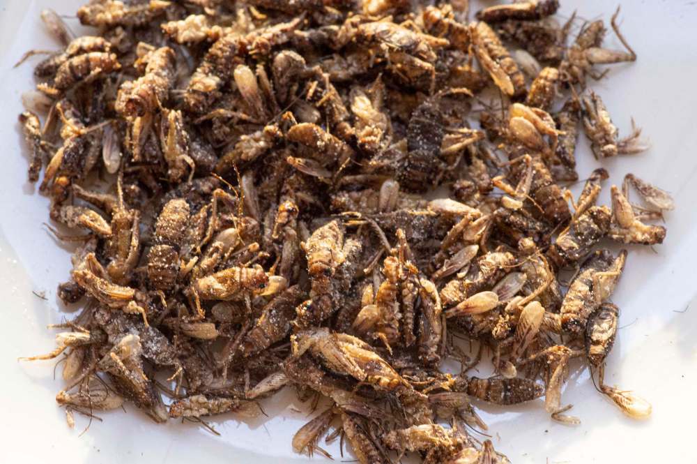 Crickets are becoming a popular protein choice.