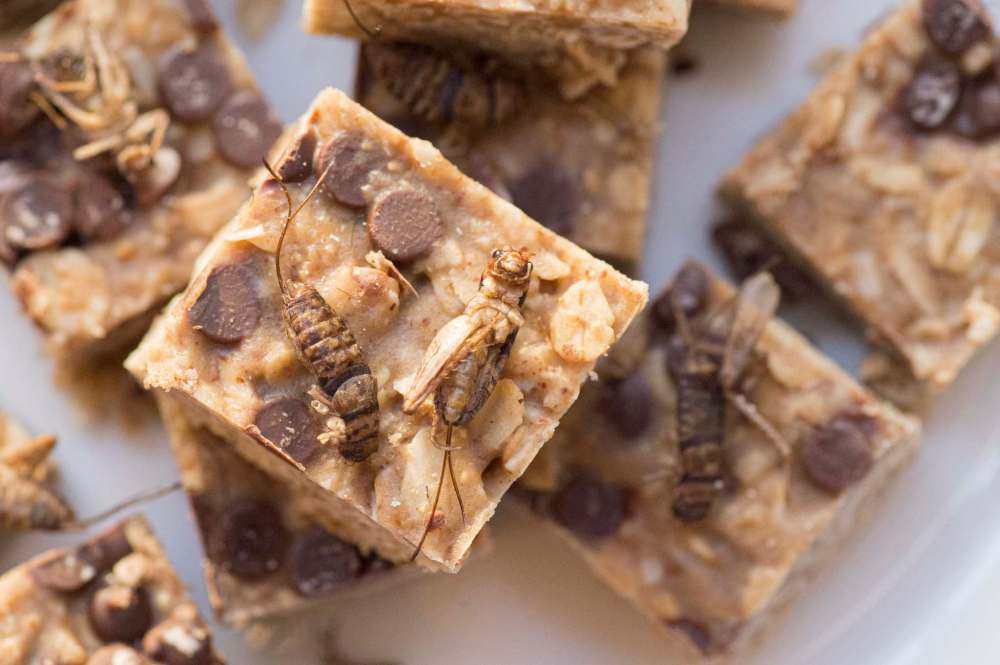 Snacking crickets top a batch of granola bars.