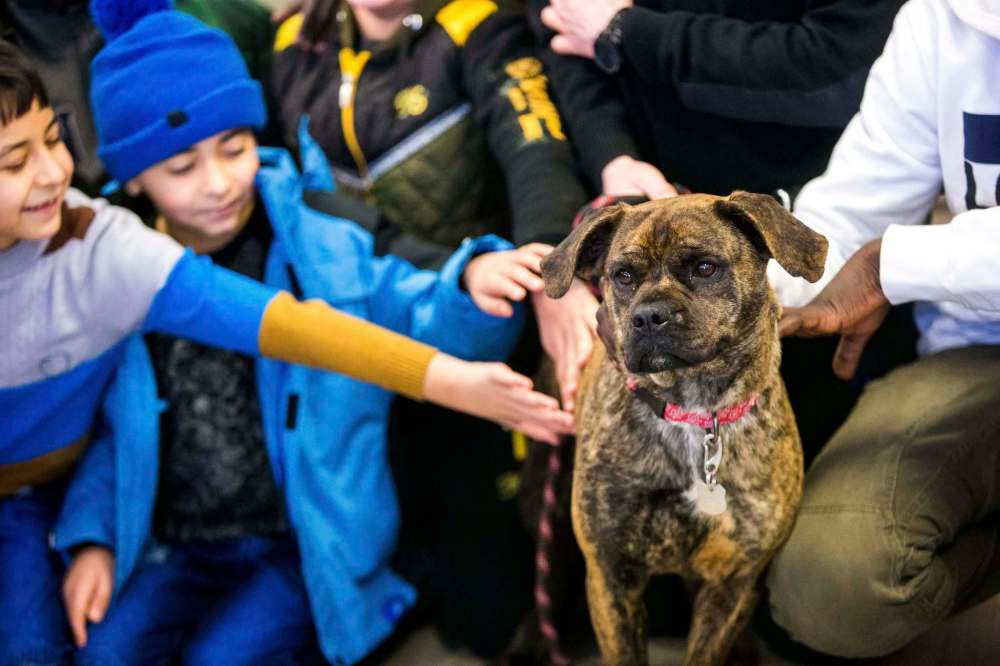 Gemma, a two-year-old brindle-boxer mix, is helping newcomers to Canada learn how to socialize with dogs. In many of the newcomers’ homelands, dogs are wild and bite. (Mikaela MacKenzie / Winnipeg Free Press)