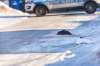A man was shot outside a Charleswood home where police were called to investigate an assault. (Mikaela MacKenzie / Winnipeg Free Press)