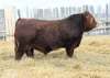 SUPPLIED 
Streveler is a bull born and raised in western Manitoba by the Nykoliation family.